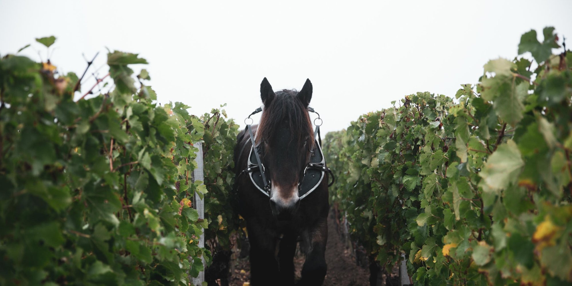 Château L'Église-Clinet