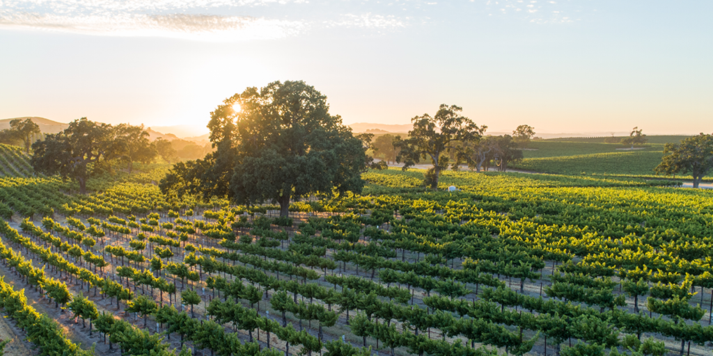 The Sparkling World of Champagne