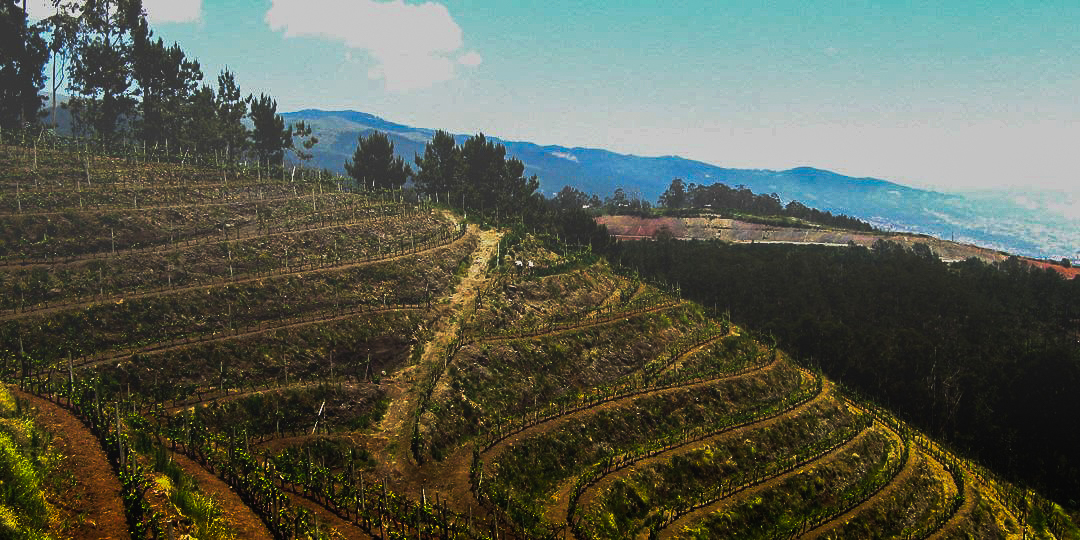 Henriques & Henriques