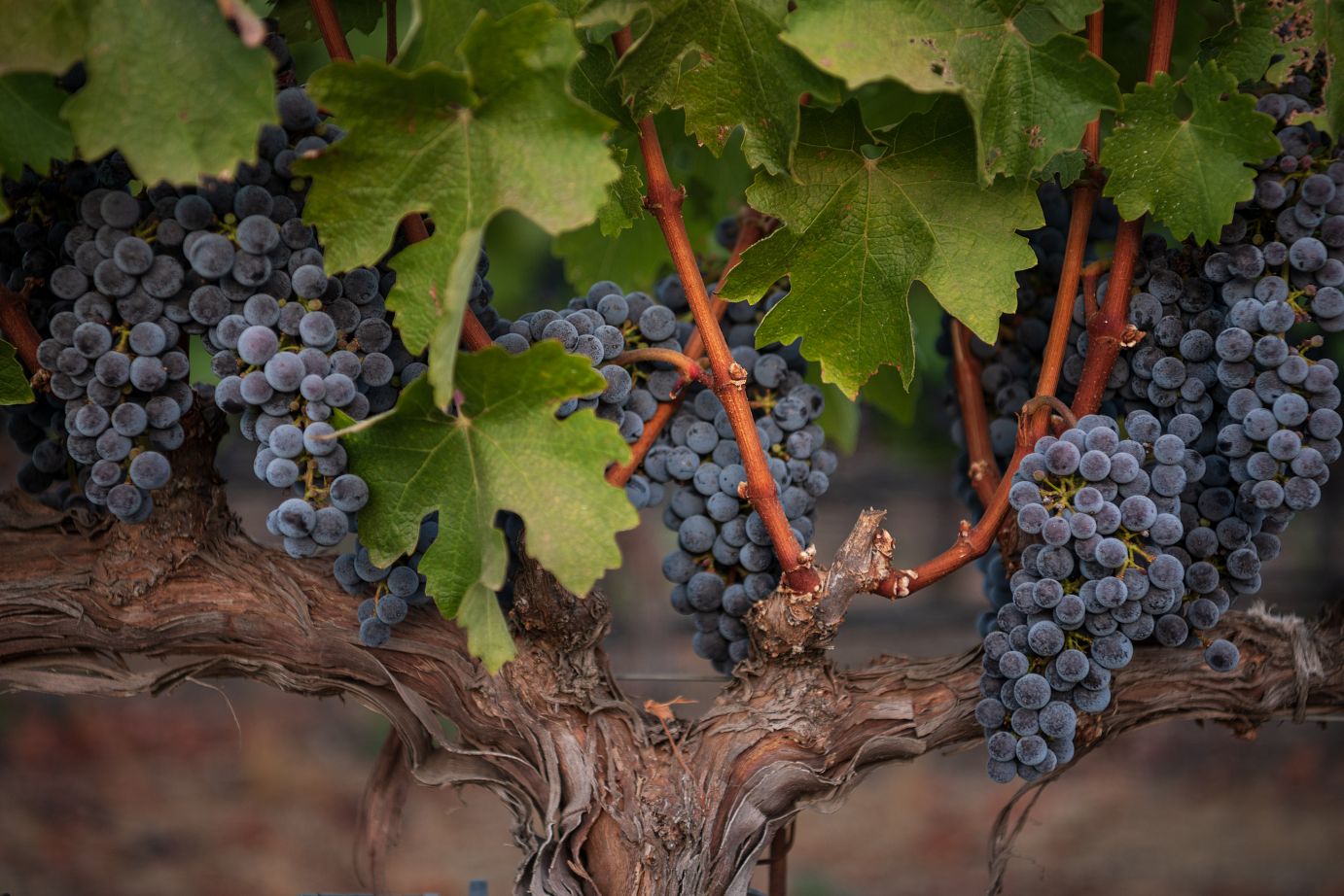 Kapcsandy Family Winery