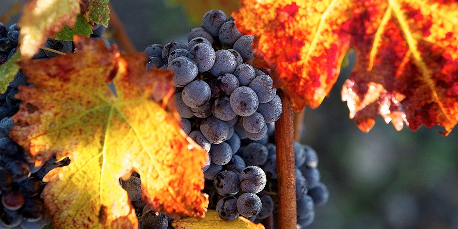 Château Mouton Rothschild