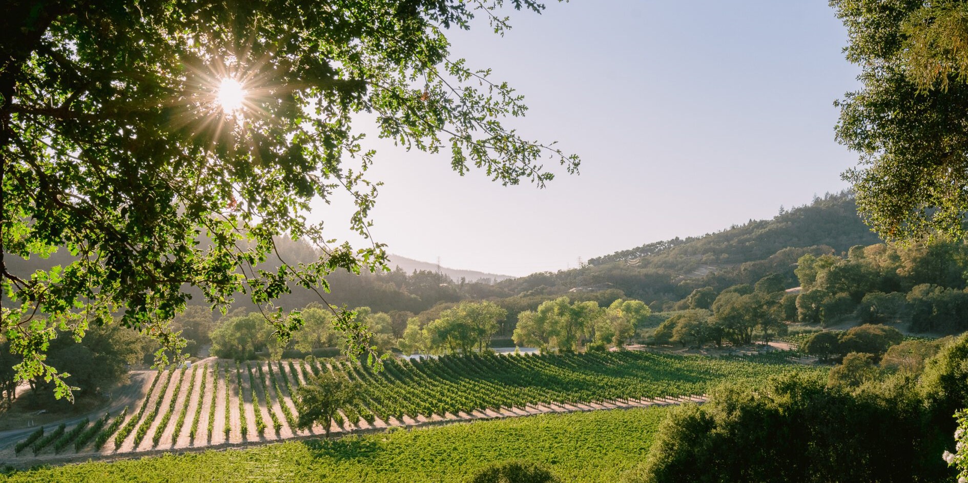 Joseph Phelps Vineyards