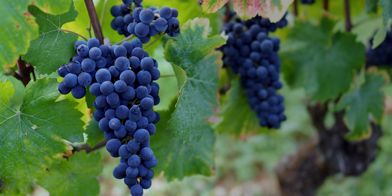 Domaine Robert Groffier