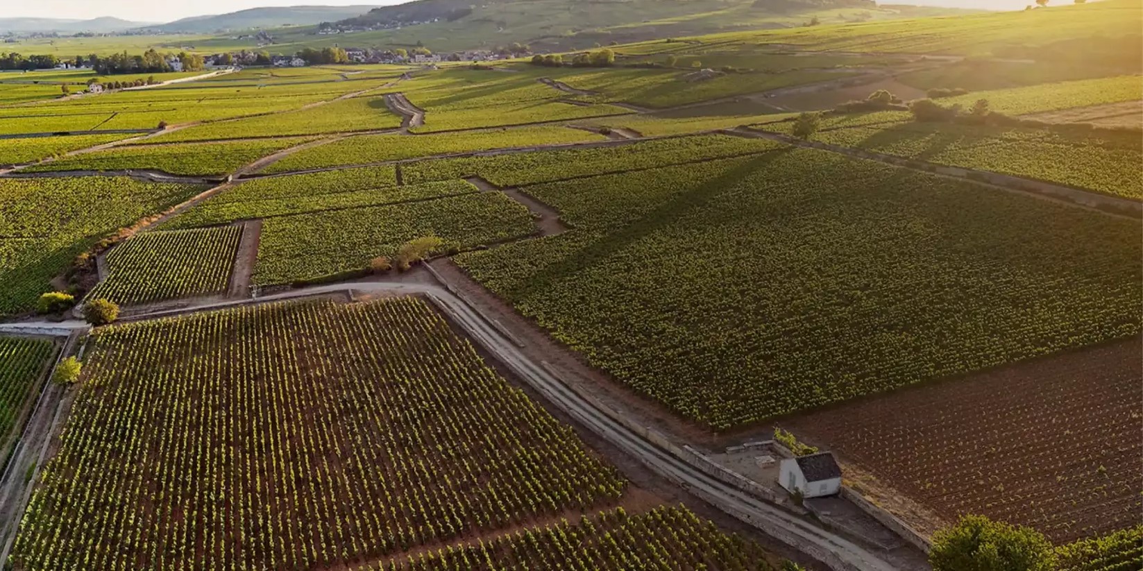 Maison Joseph Drouhin