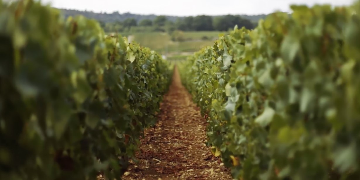 Domaine Henri Boillot 