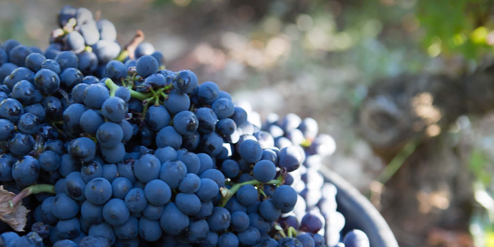 Domaine des Lambrays