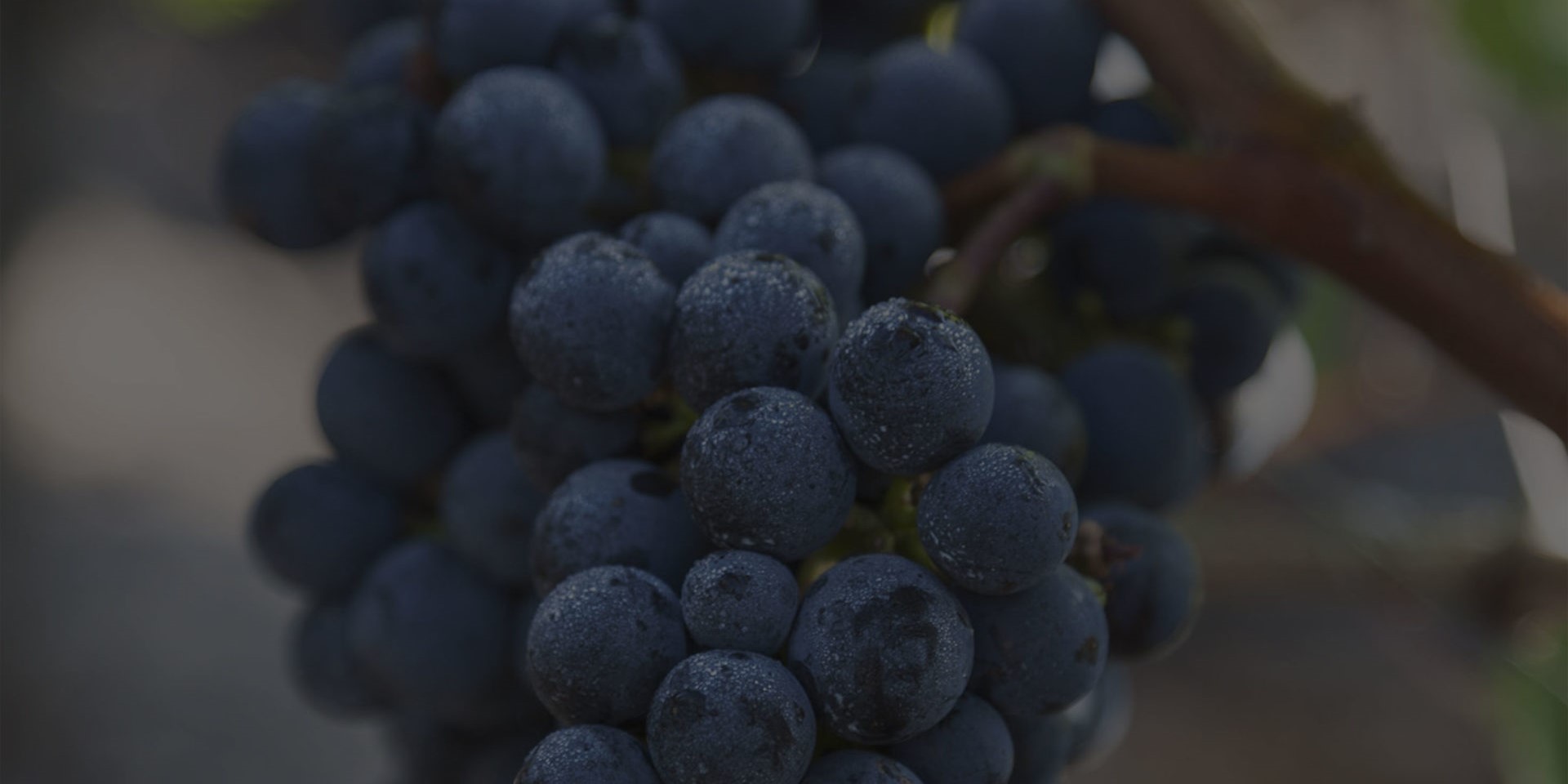 Château Lynch-Moussas