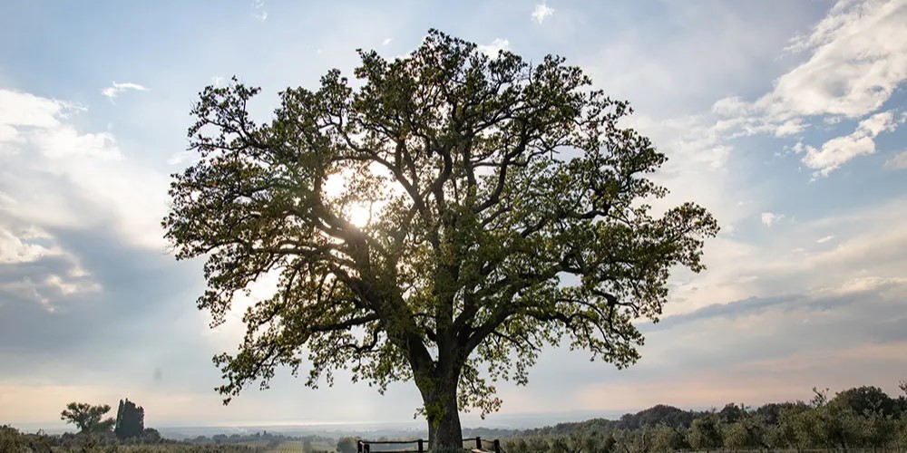 Tenuta dell'Ornellaia